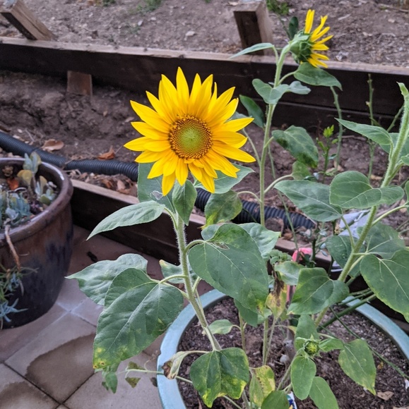 sunflower582